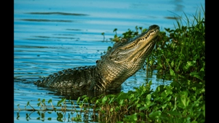 Bizarre Showdown Between Man And Aggressive Alligator Goes Viral As Reptile Gets Punched And Slapped | WATCH